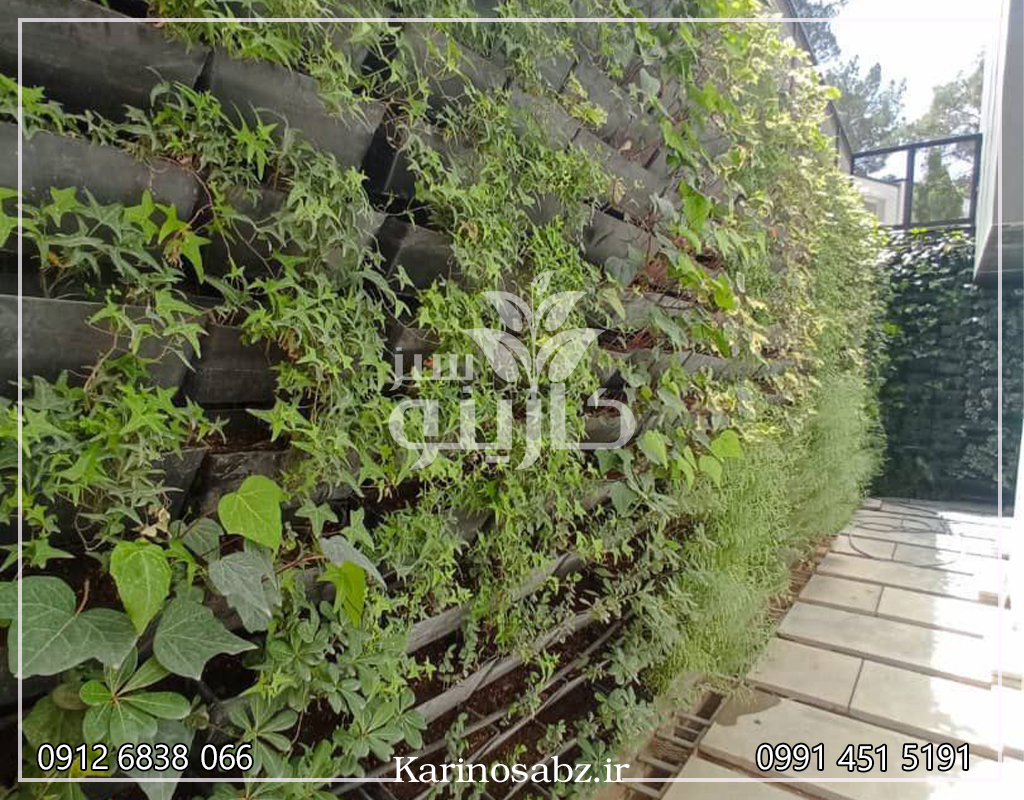 دیوار سبز در حیاط