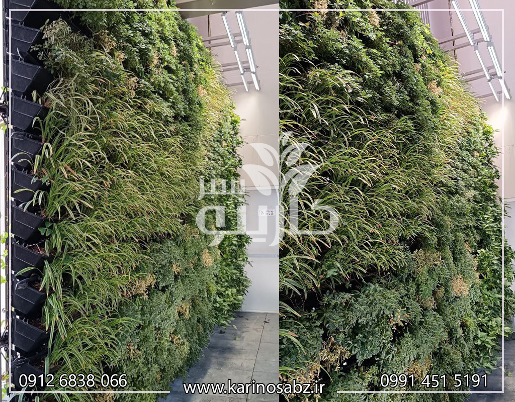 اجرای دیوار سبز تخصصی